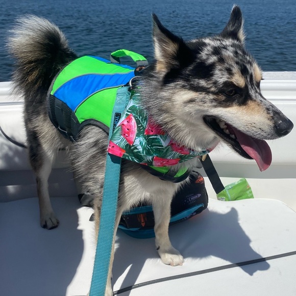 Dog Life Vest - Picture 1 of 7